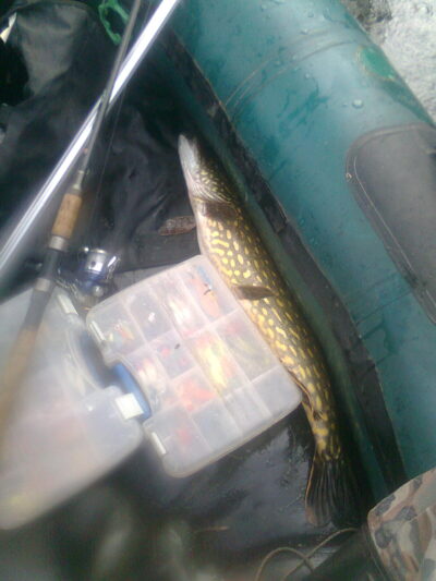 Lydeka, 2,2 kg — Žeimena