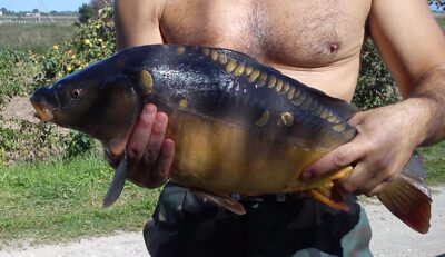 Paprastasis karpis, 4,0 kg