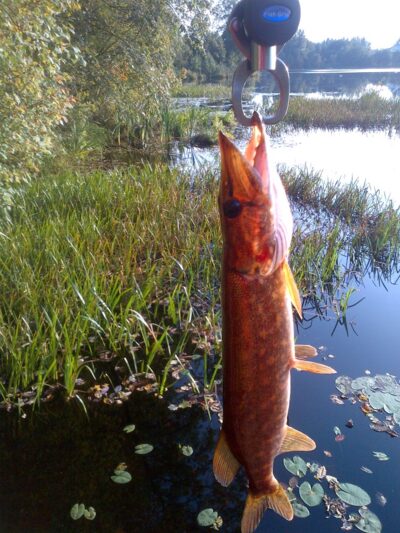 Lydeka, 0,5 kg — Žalesėlis