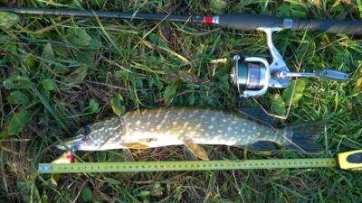 Lydeka, 0,7 kg