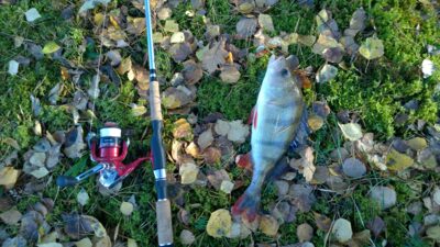 Ešerys, 0,5 kg