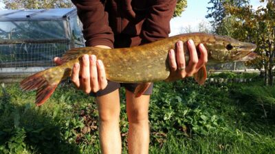 Lydeka, 2,9 kg — Sidabravo