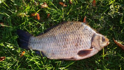 Auksinis karosas, 1,2 kg — Sidabravo