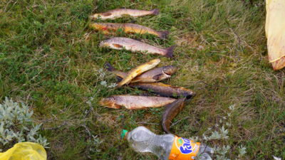 Vaivorykštinis upėtakis ×8 — Norway Lake