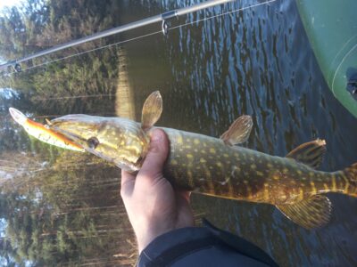 Lydeka, 0,8 kg — Kryžiškių