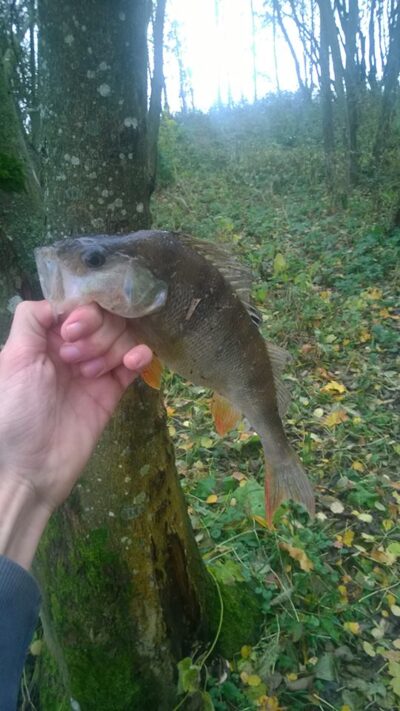 Ešerys, 0,4 kg — Vėžaičių