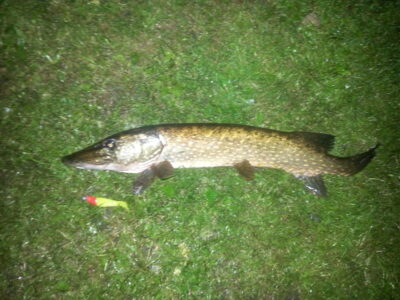 Lydeka, 2,2 kg — Pikeliškiai