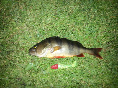 Ešerys, 0,9 kg — Pikeliškiai