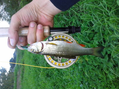 šapalas, 0,2 kg