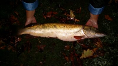Lydeka, 3,8 kg — Sidabravo