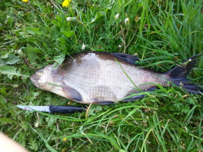 Karšis, 1,5 kg — Pikeliškiai