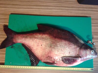 Karšis, 1,9 kg