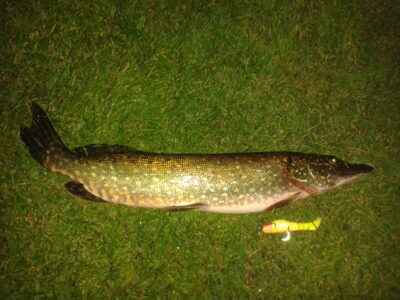 Lydeka, 2,8 kg — Pikeliškiai