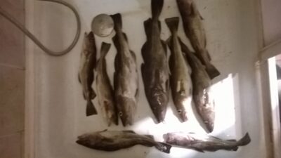Menkė, 1,1 kg — Baltijos jūra