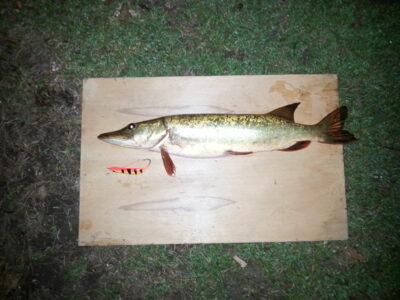 Lydeka, 1,4 kg — Pikeliškiai