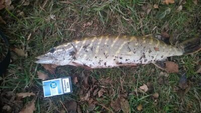 Lydeka, 1,4 kg — Vėžaičių