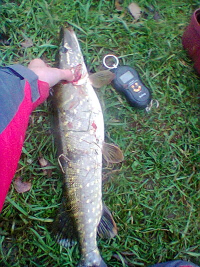 Lydeka, 1,5 kg — Stanelių