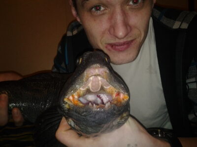 Paprastoji vilkžuvė, 2,0 kg — Norvegijos jūra