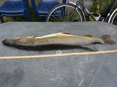 Lydeka, 6,0 kg — Galstas