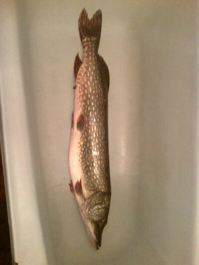 Lydeka, 6,2 kg