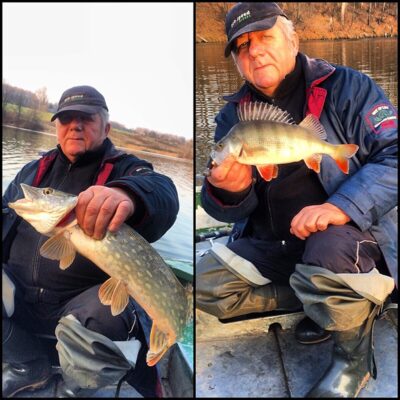 Lydeka, 1,4 kg