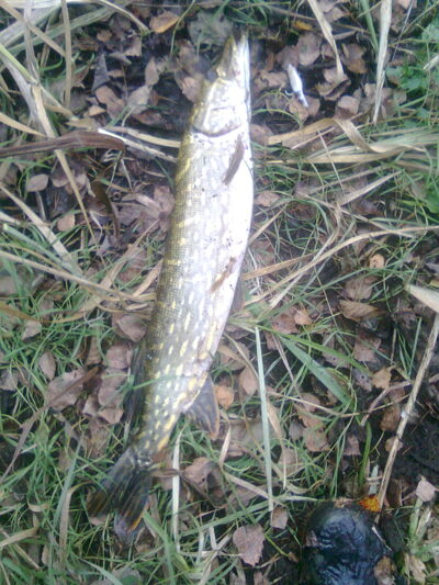 Lydeka, 2,1 kg — Žeimena