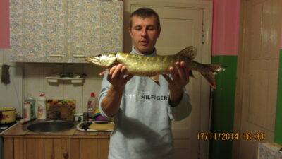 Lydeka, 1,5 kg — Mūša