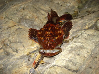 Juru adata, 0,5 kg