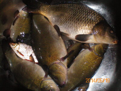 Lynas