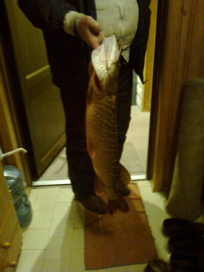 Lydeka, 4,0 kg