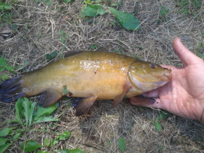 Lynas, 1,0 kg — Virinta