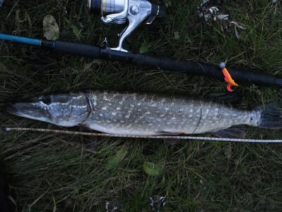 Lydeka, 2,5 kg — Leitė