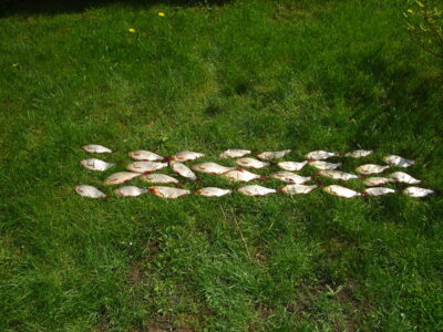 Paprastoji kuoja ×29 — Virinta