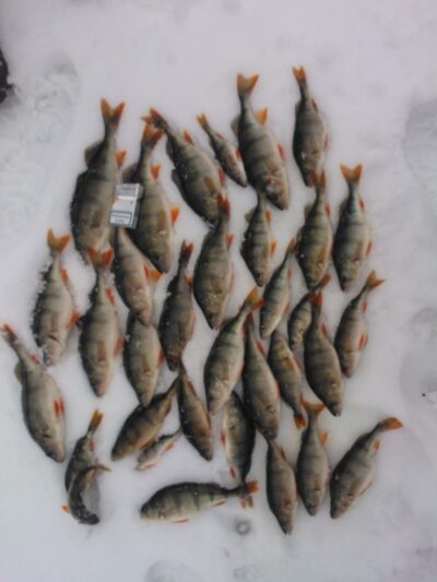 Ešerys, 0,7 kg — Mūšėjus