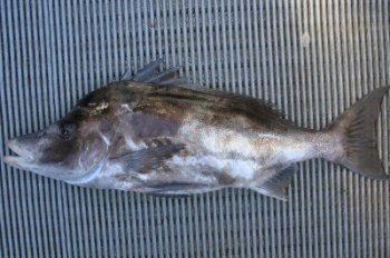 , 0,4 kg — ŠIAURĖS ATLANTAS