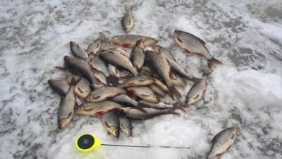 Paprastoji kuoja, 0,3 kg — Nemunėlis