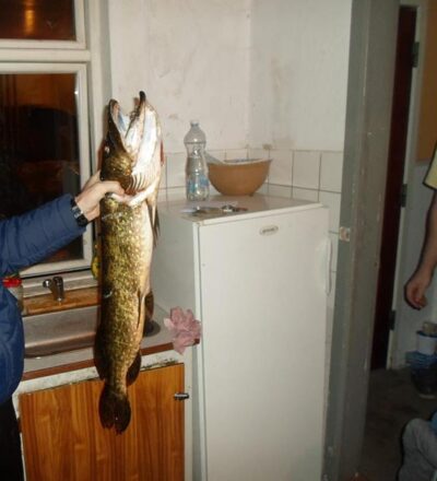 Lydeka, 3,7 kg