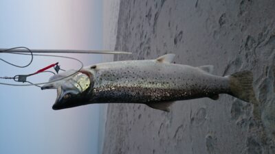 Atlantinė lašiša, 3,8 kg