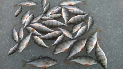 Ešerys, 3,0 kg — Kalotės