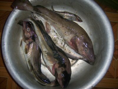 Menkė — Baltijos jūra