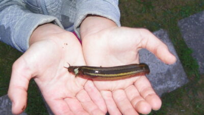 Paprastasis vijūnas — Baltieji Lakajai