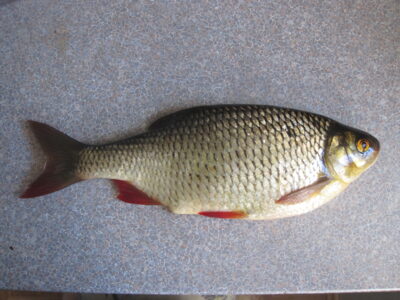 Paprastoji raudė, 0,3 kg — Klaipėdos
