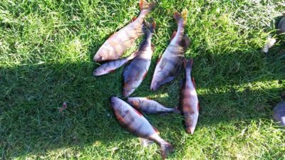 Ešerys, 1,5 kg — Pilvės