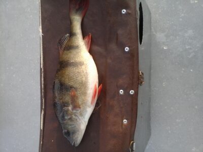 Ešerys, 0,4 kg
