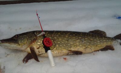 Lydeka, 5,0 kg — Žąslių