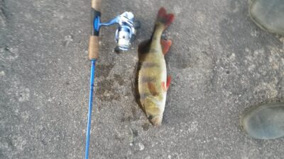Ešerys, 0,8 kg — Šušvė