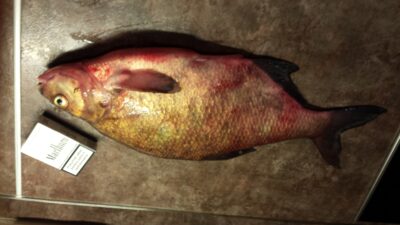 Karšis, 2,0 kg