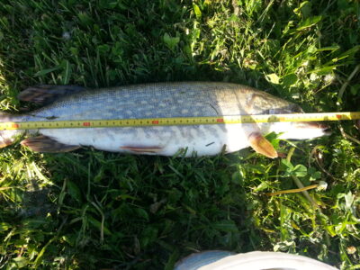 Lydeka, 2,2 kg