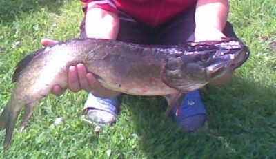Lydeka, 3,0 kg