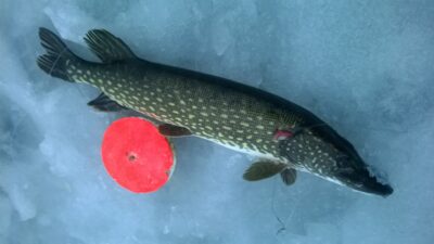 Lydeka, 2,5 kg — Laukžemių